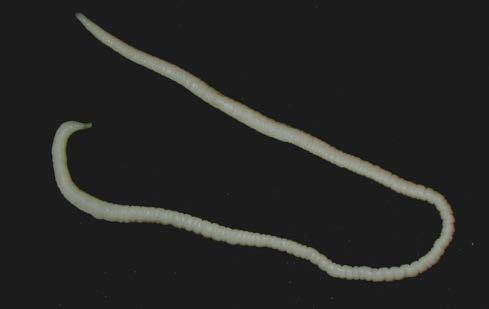90 Endoparasiten Kratzer 3.6.2 Nephridiorhynchus major In Österreich wurde mehrfach der Archiacanthocephale Nephridiorhynchus major nachgewiesen, der bis zu 30 cm groß werden kann.