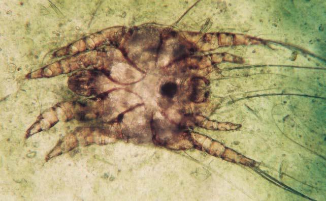 µm Mikroskopvergrößerung 160fach Männchen, im