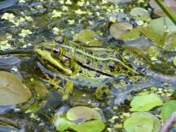 B. Theoretische Einführung - Amphibien/Lurche in Deutschland Die Haut der Amphibien Durch ihre drüsenreiche Haut können Amphibien sowohl Wasser als auch Sauerstoff aufnehmen.