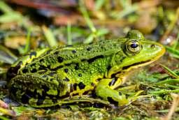 B. Theoretische Einführung - Kurzbeschreibung der Arten Teichfrosch der große Konzertveranstalter Teichfrosch (Pelophylax kl.