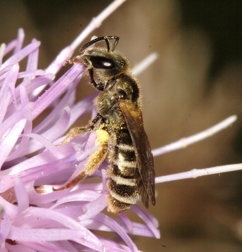 Vergleich BS mit EXWI und Brachen 2013 (HAFL) Wildbienen (ohne Hummeln) Quelle: bwars Achtung!