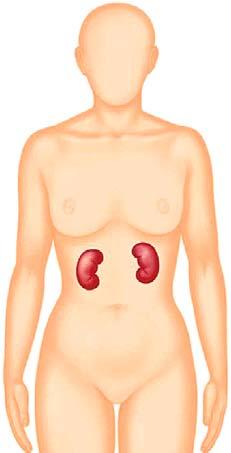 Die Nieren Anatomie der Nieren Die Nieren sind von bohnenförmiger Gestalt und liegen beiderseits der Lendenwirbelsäule unterhalb der letzten Rippe (Abb. 1).