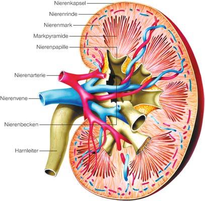 Beide Nieren haben in der Mitte eine Einbuchtung, an der die Nierenschlagader eintritt sowie die Nierenvene und der Harnleiter austreten.