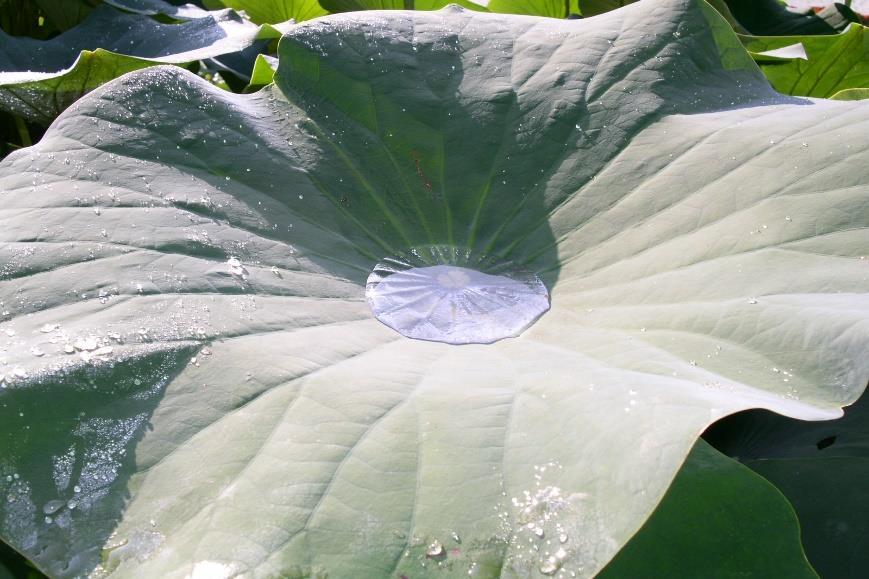 Superhydrophobie (Lotus Effekt) Die Natur als Vorbild ( Bionik ) Kombination aus Mikro- und Nanostrukturen mit niedriger Oberflächenenergie (Wachs) Wasser, Öl und Schmutz perlen einfach ab Eine so