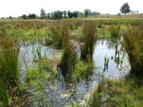 Wasser- und Sumpfpflanzen Rote Liste: Carex