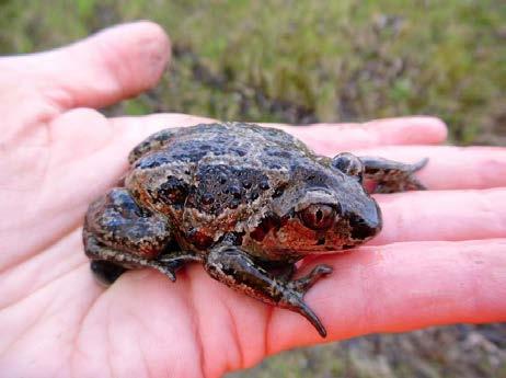 Knoblauchkröte (Pelobates fuscus) Rote Liste Deutschland: gefährdet Rote Liste Niedersachsen: