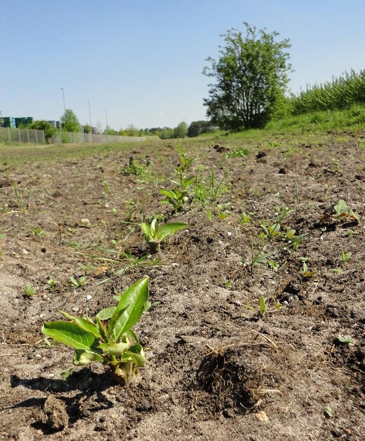 Eine Neuanlage Pappeln im Kurzumtrieb im Frühjahr 2016 aufgenommen im Mai 2016 Im Frühjahr 2017 wurde durch einen ortsansässigen Landwirtschaftsbetrieb ein erstes Agroforstsystem mit Energieholz in