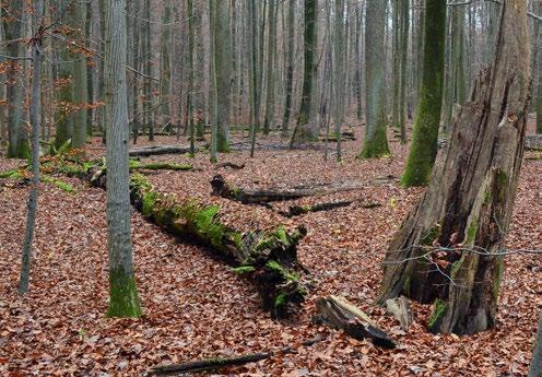 Totholz ein wichtiges Element naturnaher Wälder. Davon profitiert auch die Hohltaube, die als Nachmieterin ehemalige Schwarzspecht-Höhlen bezieht.