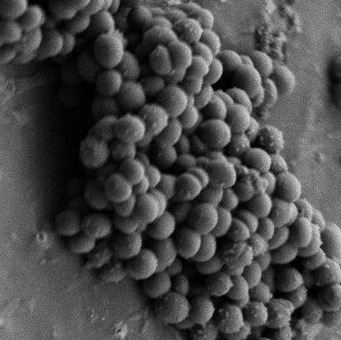 Weniger Bakterien haften an der beschichteten Bactiguard-Oberfläche.