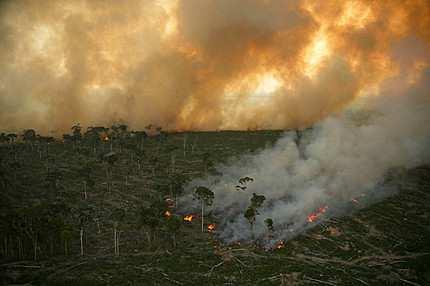 Primärwälder in Agrarflächen hoher Pestizideinsatz hoher