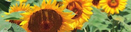 SONNENBLUME LEISTUNGSSTARKE SORTEN HO UND KONVENTIONELL Aus zwei innovativen Züchtungsprogrammen von RAGT gehen leistungs starke High-Oleic- (HO) und konventionelle Körner-Sonnenblumen hervor.