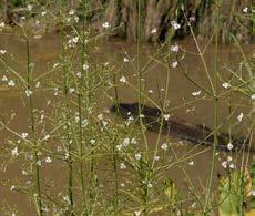 plantago-aquatica Juni bis