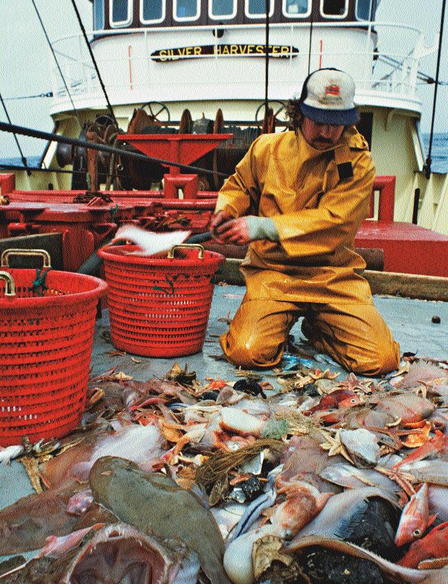 Ozeane in Gefahr Während die Fischerei boomt, werden die Meere immer leerer. Manche Bestände erholen sich nur schwer, manche gar nicht mehr. Pro Jahr werden 82 Millionen Tonnen Fische gefangen.