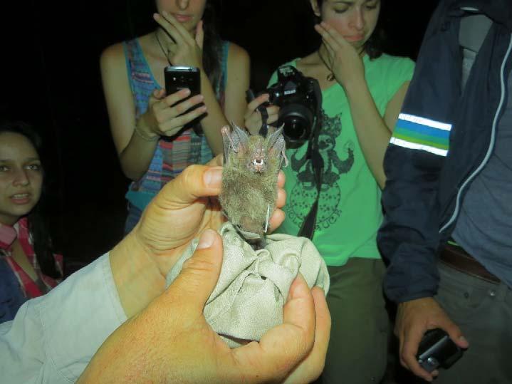 Gira des Säugetierkurses im zweiten Semester in den Parque Nacional Corcovado: Fangen von