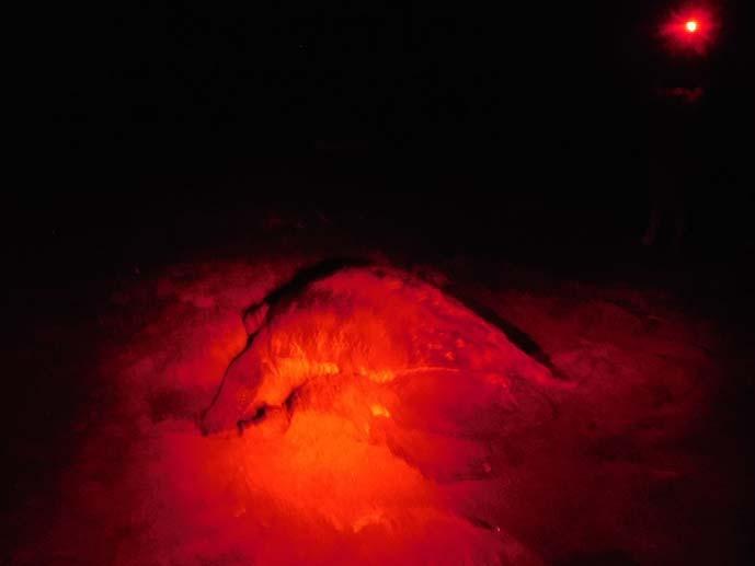 Gira des Schildkrötenkurses in den Parque Nacional Gandoca: Ausmessen von Schildkrötenspuren und Nestern, die in der Nacht