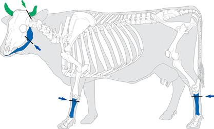 2 Abtrennung der Hornzapfen beim Rind für die Horngewinnung (grün) und Zerlegung von Unterkiefer sowie Mittelhandund Mittelfußknochen für die Paternosterher - stellung (blau).