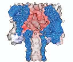 2. Biologische Poren Protein a-haemolysin wird abgesondert von Staphylococcus aureus Bakterien Protein lagert sich
