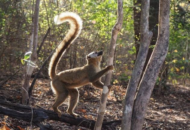 2. Tag: Auf dem Weg zu den Lemuren Sie beginnen den Tag mit einer Stadtbesichtigung von Antananarivo bevor Sie durch die üppige Natur im Osten Madagaskars nach Andasibe fahren.