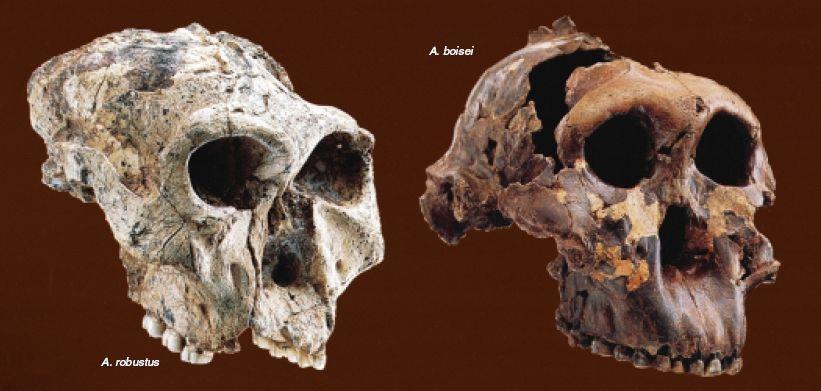 Robuste Australopithecinen Sehr kräftiger Habitus, große Molaren (Vegetarier), starke Kaumuskeln (deshalb Knochengrat über den