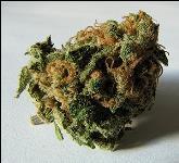 Hanfprodukte: Substanz / Einnahme Substanz: Cannabisprodukte werden aus der Hanfpflanze hergestellt.