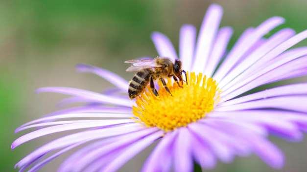 Hilfe für Bienen: Damit das Summen nicht verstummt Die Bestände der Fluginsekten sind um 80 Prozent