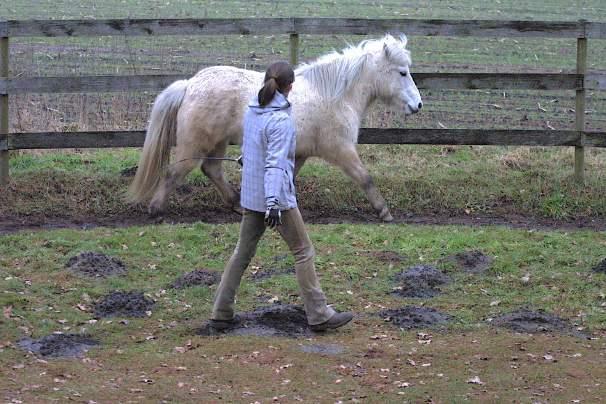 Übung, die ich mit diesen aufdringlichen Pferden gerne mache, ist das Weichen lassen. Auf einem kleinen Platz bestimme ich wo sich das Pferd aufhalten darf und es lernt, dass es mir weichen muss.