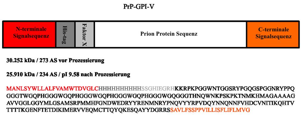 Ergebnisse 66 4.1.2 Umklonierung der synthetisch hergestellten Konstrukte GFP-GPI/PrP-GPI-V Die beiden Konstrukte GFP-GPI, sowie PrP-GPI-V wurden durch Invitrogen life technologies synthetisiert.
