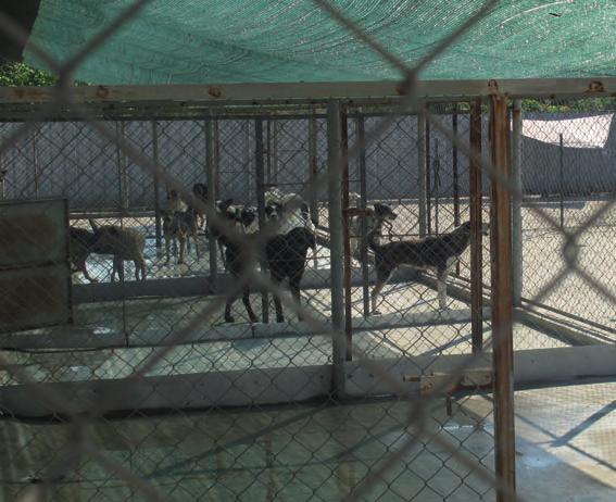 Tierschutz in Sofia - Bulgarien: Unser Tierheim Zweite Chance ist ein
