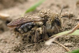 Hätten Sie gewusst, dass Sandbienen hauptsächlich im Erdboden nisten? als Nistplatz freien Boden mit sandigen Stellen oder Lehmwände benötigen?