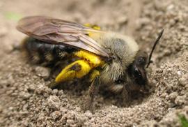 zu den beinsammelnden Bienen gehören, weil sie den Pollen mit einer Haarbürste an ihren Beinen (Hinterschiene) einsammeln? Sehr viele Wildbienen-Arten sind Bodenbrüter.