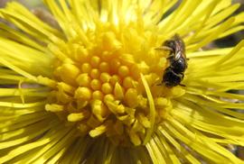 Wildbienen und auch andere Insekten ebenso wie die Honigbiene zur Bestäubung der heimischen