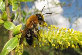 Wildbienen, Solitärwespen und andere nützliche Insekten ihre Brutkammern oft in Hohlräume von