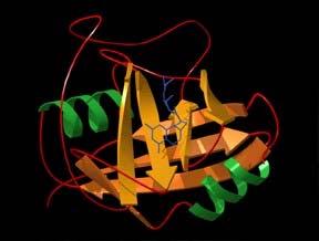 Immunsuppressivum Cyclosporin A (CsA) Cyclosporin A-Molekül (gebunden an Calcineurin) - Cyclisches Polypeptid mit 11 Aminosäuren - Isoliert 1976 (Tolypocladium inflatum gams) für Arzneizwecke