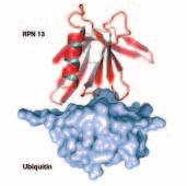 Das Proteasom ist ein aus 28 Untereinheiten aufgebauter, stabiler Zylinder. Eine Art Deckel verhindert, dass Proteine zufällig hinein geraten und zerstört werden.
