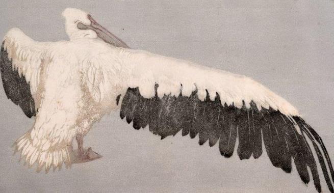 Pelikan, 1909 21,3 x 31,7