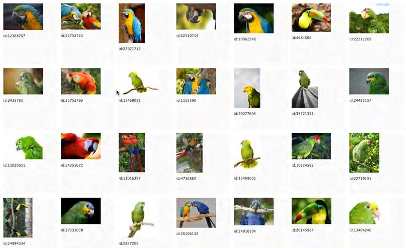 Fuzzy-Schlagwortsuche Suche: (Alle Schlagwörter des Bildes) america amazon animal beak bird brazil era