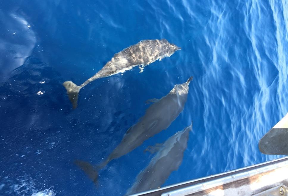 Delfine begleiten uns auf der Überfahrt.