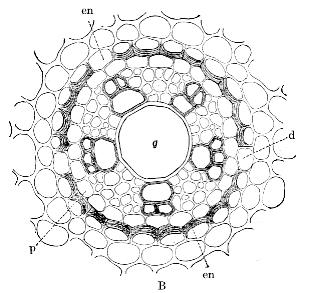 Zentralzylinder 14 Leitgewebe der Wurzel, als radiäres Leitbündel umgeben von: Perizykel: meristematisches Gewebe