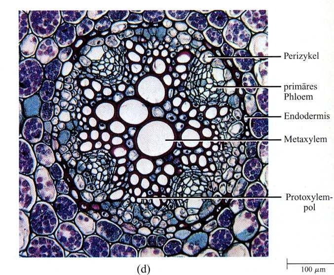 Zentralzylinder 15 Ranunculus (Hahnenfuß); Wurzelquerschnitt aus Raven: Biologie der Pflanzen Perizykelzelle