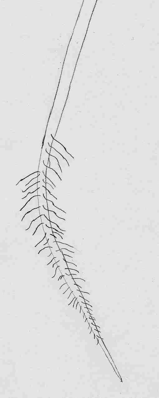 Garten-Kresse (Lepidium sativum) Keimwurzel Habituszeichnung Vergrößerung : 100-fach 25 Typische Zeichnung zur