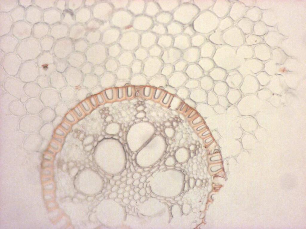 Detailansicht vom Zentralzylinder 31 tertiäre Endodermis Perizykel Xylem Tracheen Tracheiden Xylemparenchym Phloem Siebröhre