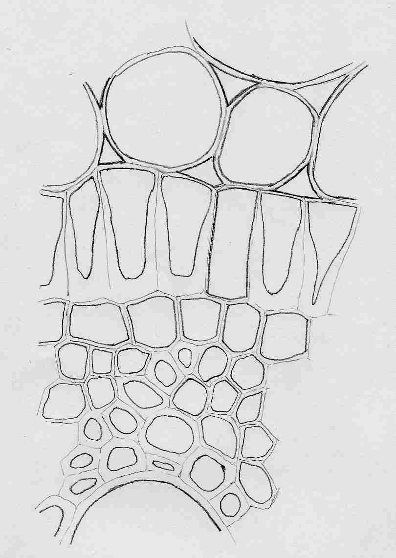 Schwertlilie (Iris germanica) Wurzelquerschnitt Detailzeichnung Übergang Rinde-Zentralzylinder Vergrößerung : 400-fach Typische Zeichnung Färbung: R = rot mit Phloroglucin/HCl oder Safranin (Lignin)