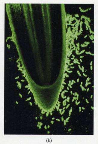 Wurzelhaube - Kalyptra 7 Charakteristik: Ständige Produktion neuer Zellen, die beim Vordringen der Wurzelspitze abgeschliffen werden Schleimbildung Zea mays