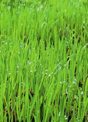 In diesem Heft haben wir die wichtigsten Schritte für einen gesunden, grünen Rasen für Sie zusammengestellt.