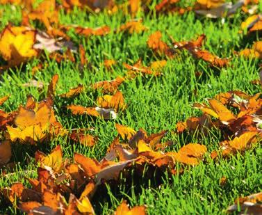 14 R AS E N Pflege Herbst 7. Die dritte Düngung Durch Ausbringung eines Rasendüngers im Herbst wird der Rasen optimal für die Überwinterung vorbereitet.