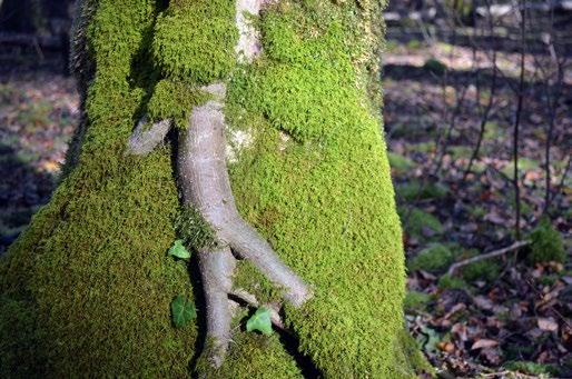 Naturwaldreservat Neukreut An einem mit Moos bewachsenen Eschenstamm wächst auch ein Efeustämmchen empor.