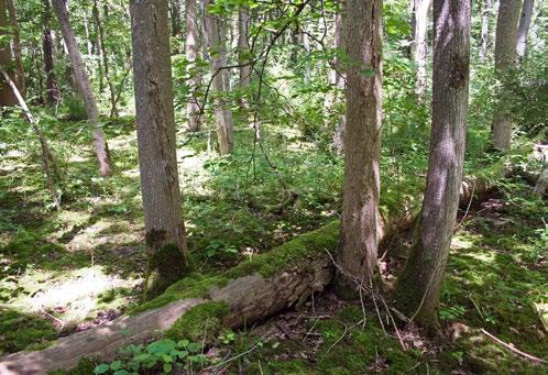 Totholz ein Element naturnaher Wälder. hören auch neun Falter der Roten Liste gefährdeter Arten. Dazu zählen Ulmen-Blattspanner, Hartriegel-Spanner, Erlengehölz-Pfeileule und Gesäumte Glanzeule.