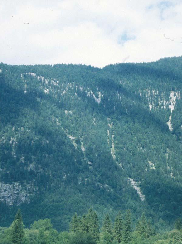 Verhältnisse im Anbruchsgebiet Abbildung 30: Gesamtansicht der Lawine. Der rote Kreis markiert das im Wald gelegene Anbruchsgebiet.