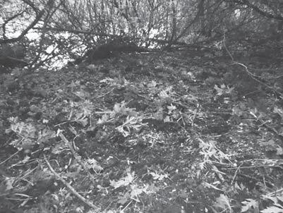 Bärenklau-Beseitigung im Biotop am Lagedeich Am 03.07.