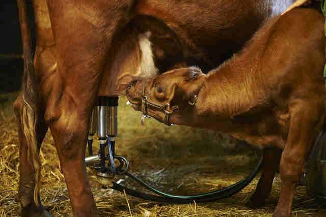 Mutter-/Ammengebundene Kälberaufzucht: Anforderungen an Kühe Gute Muttereigenschaften Müssen fremde Kälber